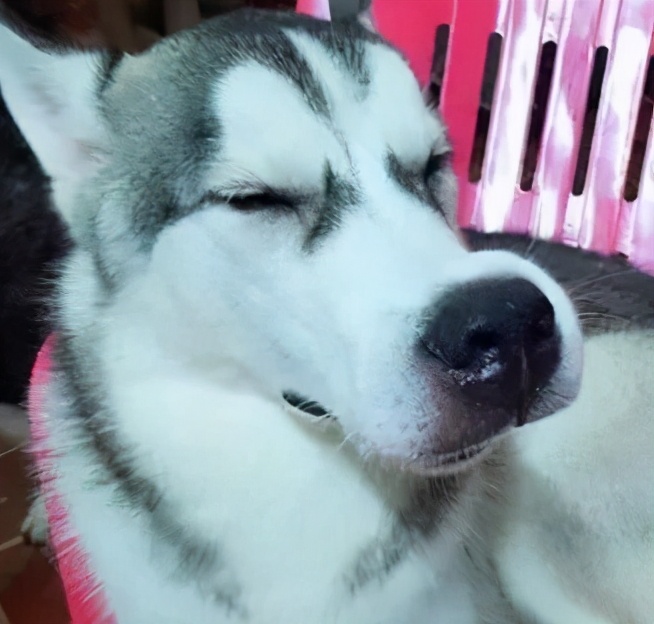 狗狗吃蜜蜂被蜜蜂蛰了怎么办,狗狗被马蜂蛰了流脓怎么办