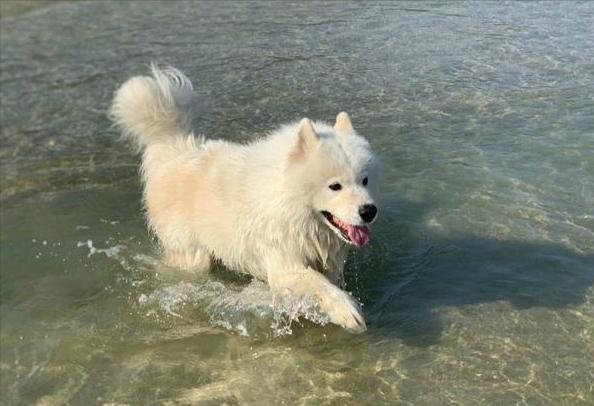 萨摩耶越来越瘦怎么回事,萨摩耶偏瘦怎么办