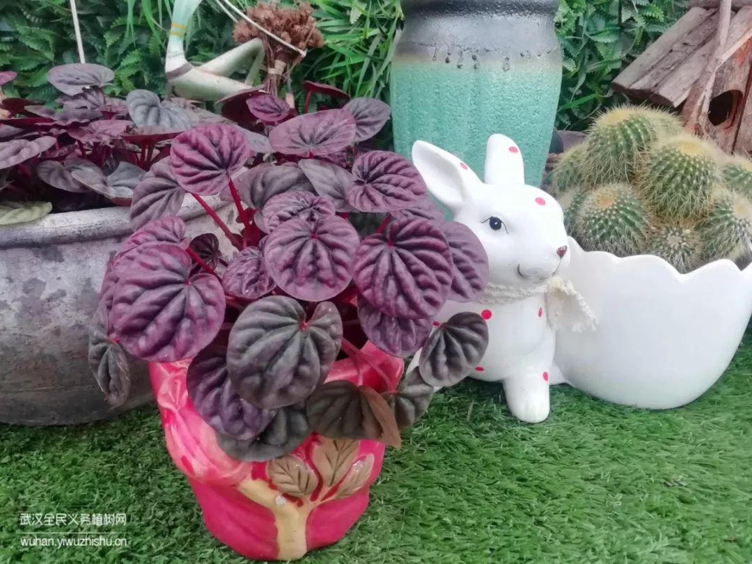 园艺沙龙|前方高能！一大波人相约逛花市，究竟淘了些啥？