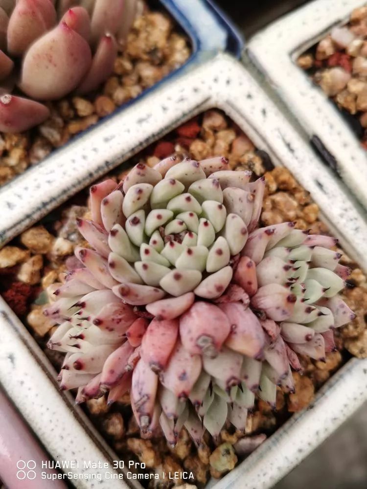 冬日如何更好地养多肉,冬天可以户外养护的多肉