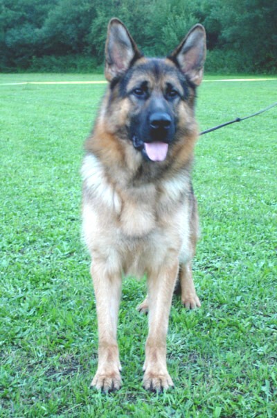 名犬排行榜前十名图片,名犬排行榜