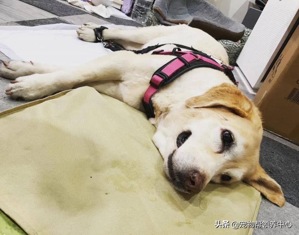 狗狗随地大小便警告语,狗狗随地大小便屡教不改