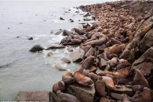 多地暴雨、全球变暖，自杀的企鹅却在为我们买单