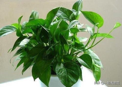 刚买回来的绿萝黄叶了？学会这几招，轻松绿回来，叶比巴掌大