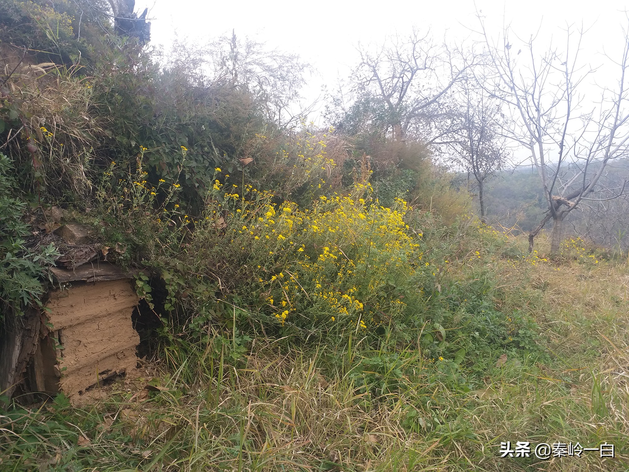 你们有没有接到过一个电话,小女孩自称是祖传卖蜂蜜的?