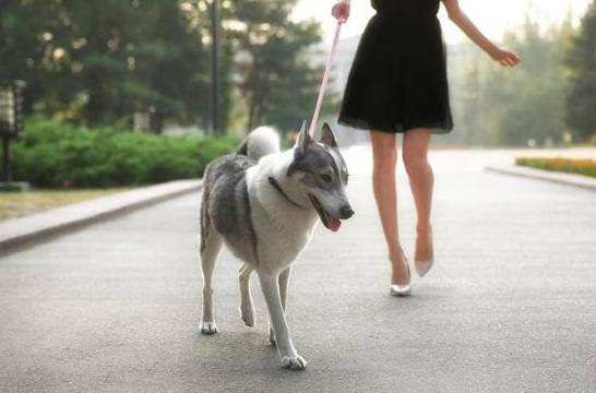 狗狗一天遛几遍为好不拉屎,狗一般一天遛狗几次