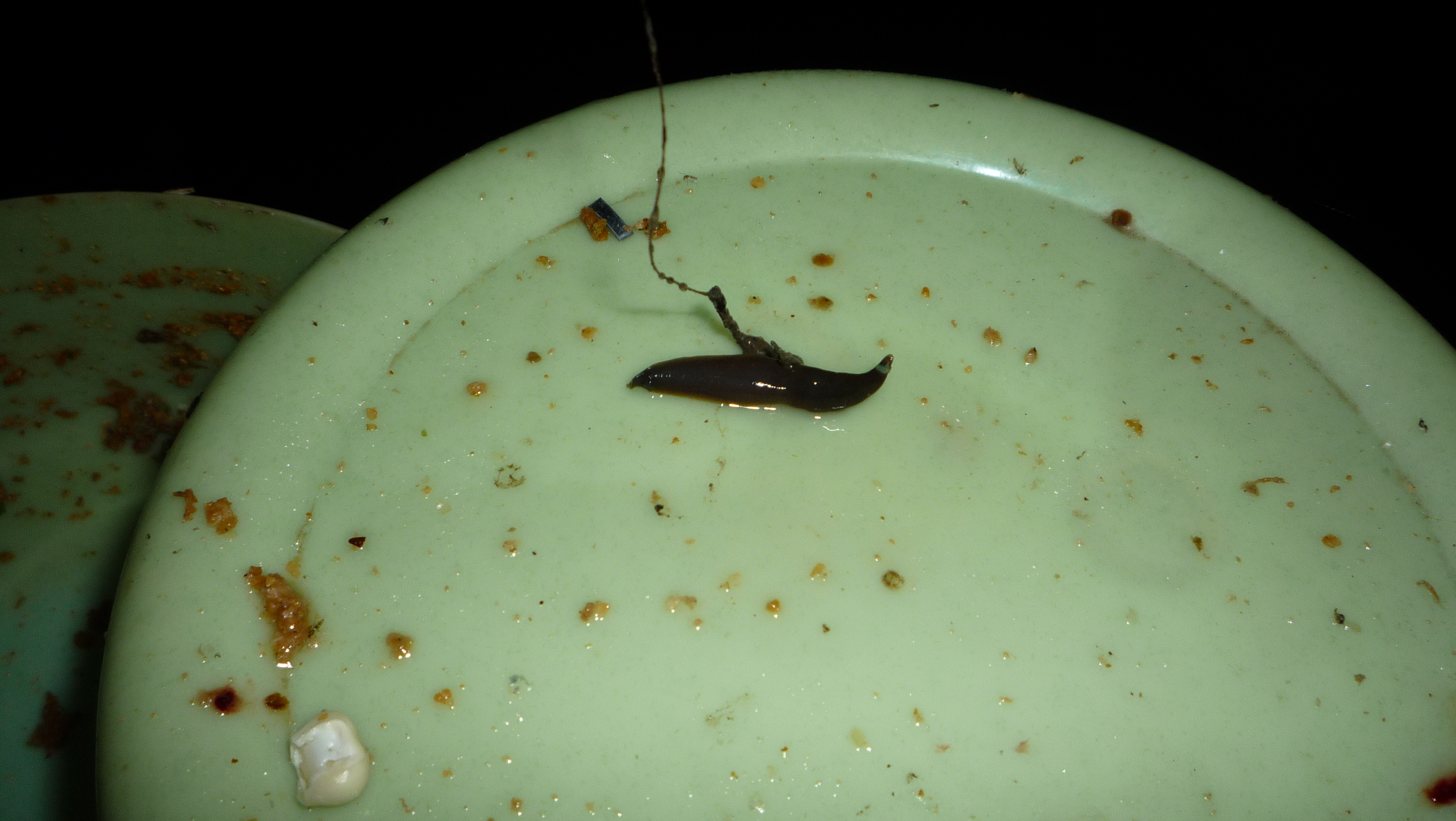 野钓钓饵最佳状态,野钓必备状态饵