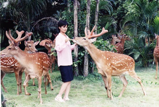 王娇养梅花鹿,梅花鹿王娇
