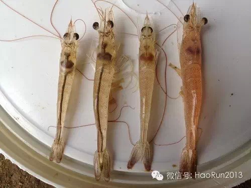 南美白对虾主要疾病及防治方法,南美白对虾萎缩病因