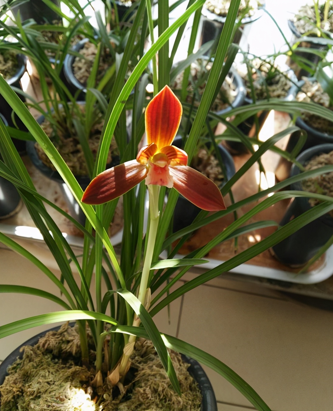 在山上发现野生的漂亮的中国兰花,山里的野生稀有兰花