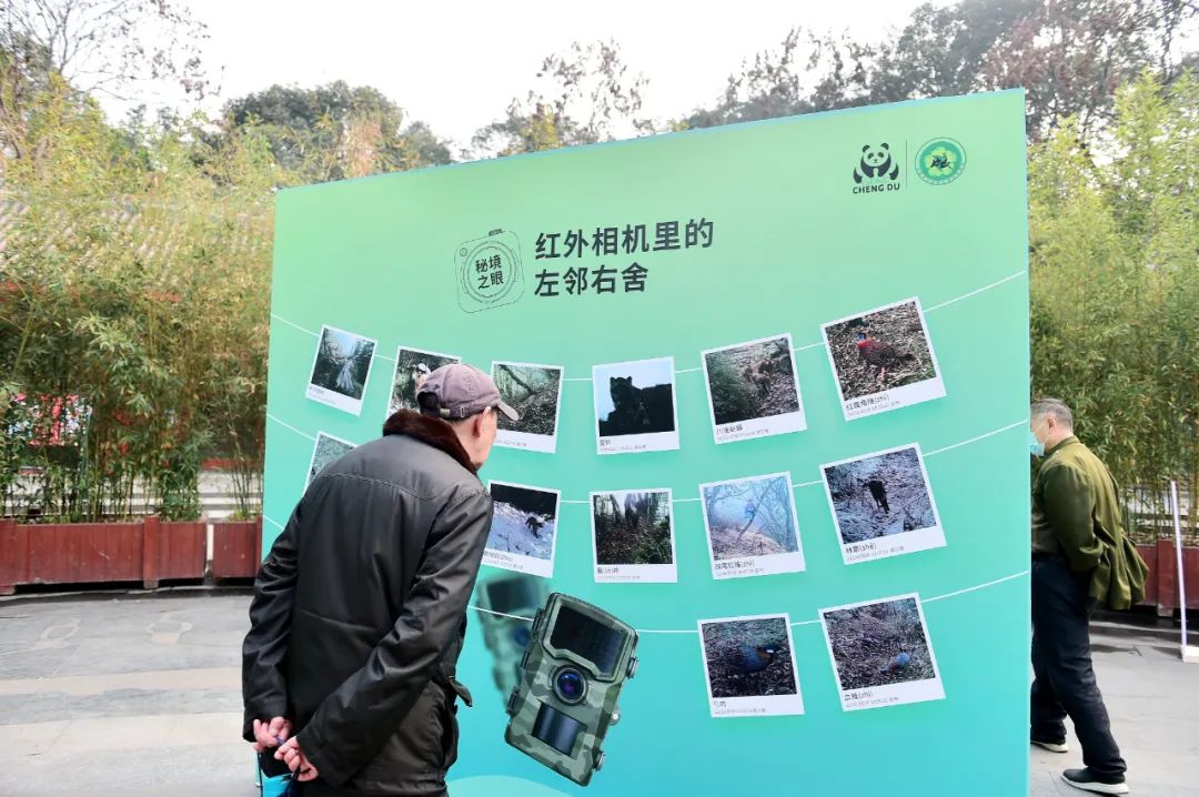 来成都看大熊猫攻略,成都看熊猫旅游攻略来了