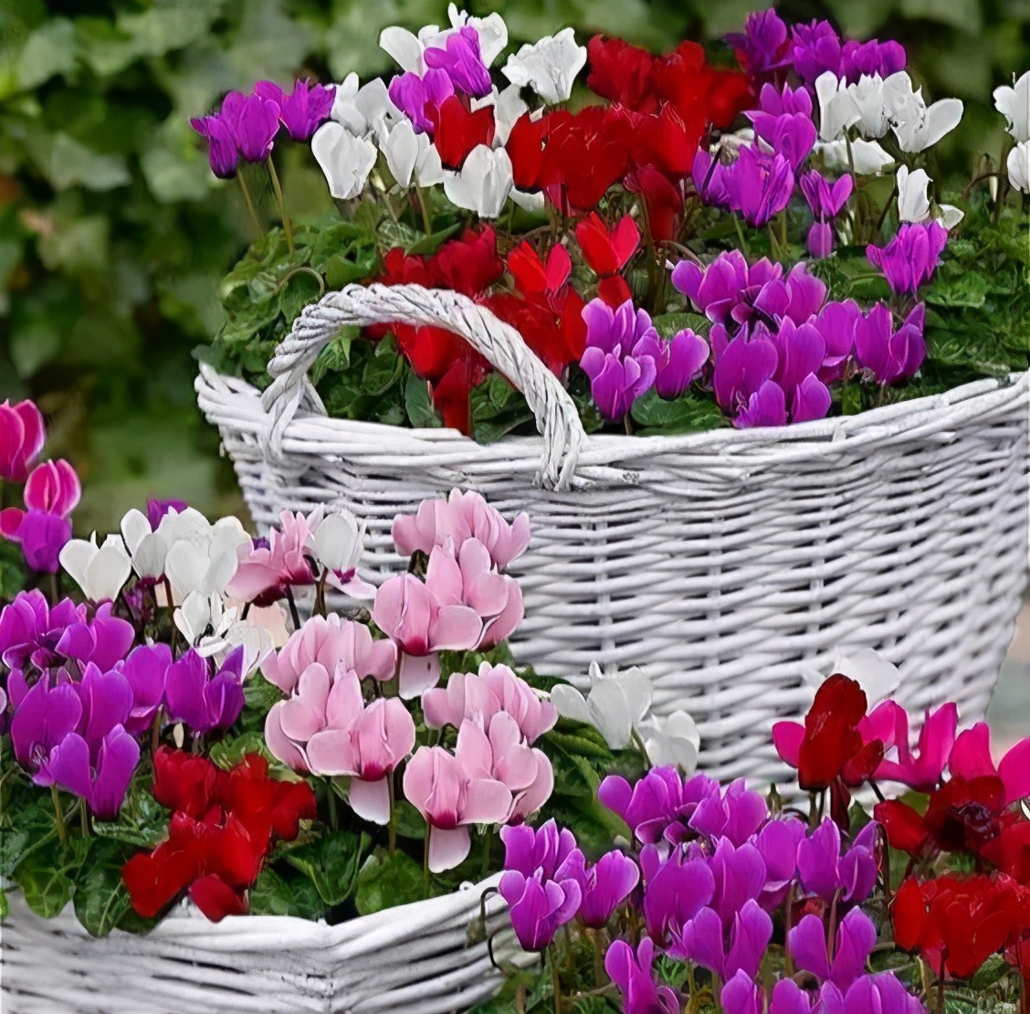 新家养什么花可以除甲醛,家里室内必养哪四种花