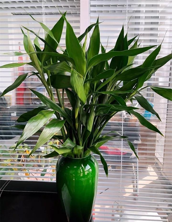 盆栽花发蔫什么原因,买回来的花很快就蔫的原因