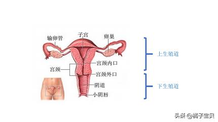盆腔炎症治不好吗,盆腔炎症会不会导致不孕
