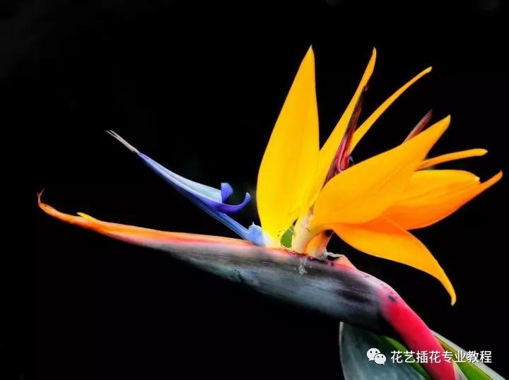 学花艺必备的花语,花艺师要知道的花与花语