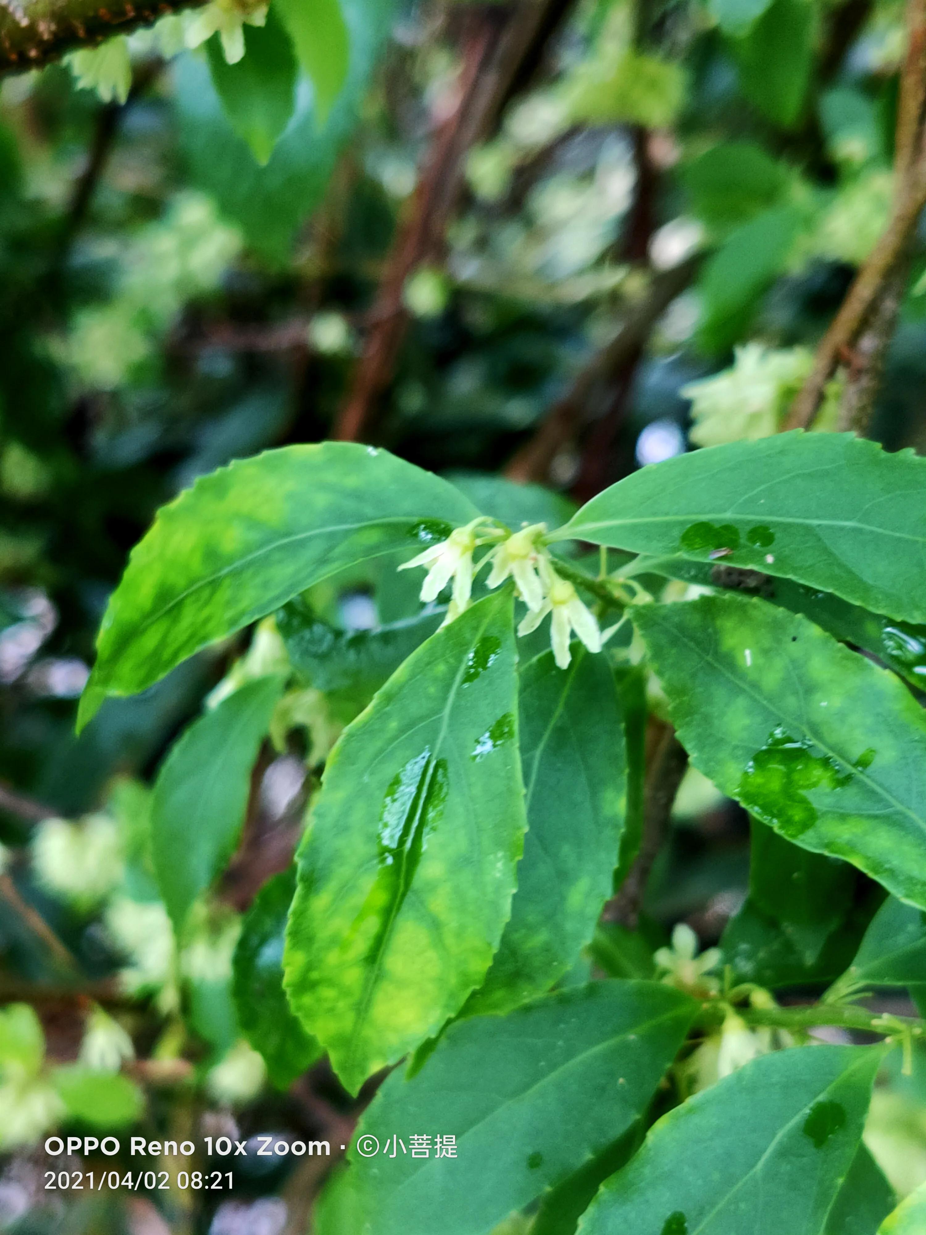 清明时节开花的花草有哪些,早春时节各种植物的样子