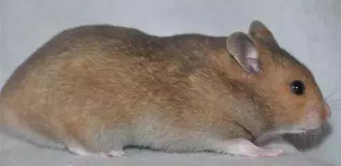 仓鼠种类大仓鼠,仓鼠的详细资料仓鼠的种类