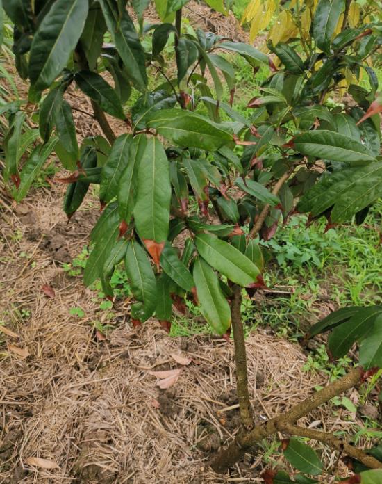 了解荔枝叶尖干枯原因，采取合理的解决办法，促进叶茂果甜