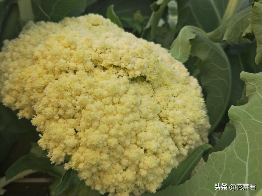 花菜生虫怎么处理,花菜烂了怎么办