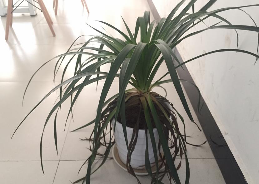 龙须树在客厅里养,室内龙须树怎么养得好