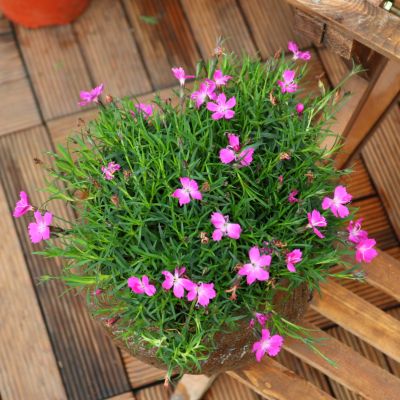 最好看的草花照片,各种草花图