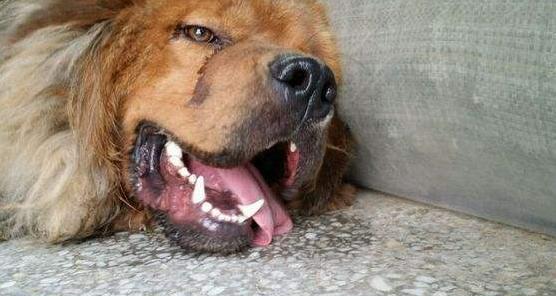 狗狗中暑严重拉血了还能活吗,狗狗到了夏天中暑一直喝水怎么办