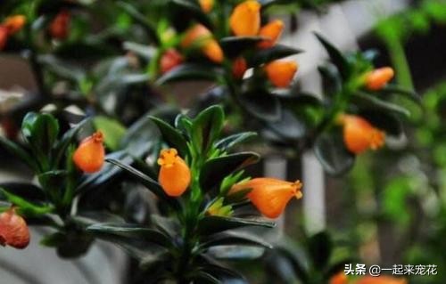 金鱼吊兰落叶头枯萎如何挽救,金鱼吊兰根系深不深怎么看