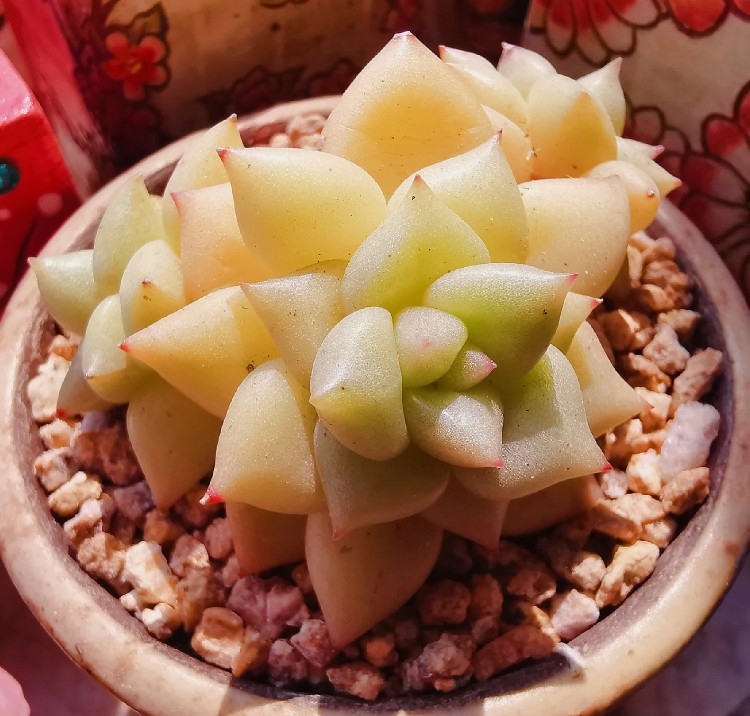 养多肉注意事项,养多肉的感悟熬过冬季