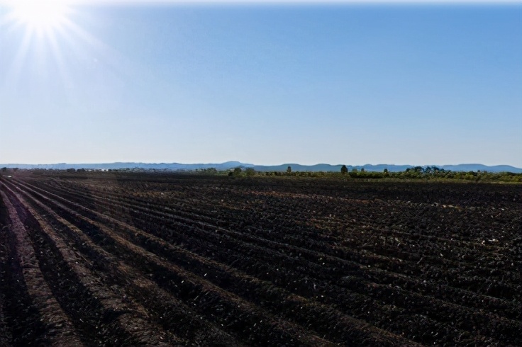 这是一篇关于寿司米的故事