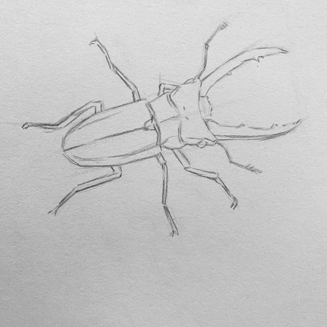 素描昆虫螳螂,甲壳虫素描图片简单画法