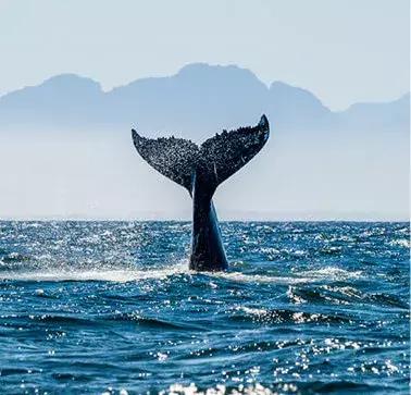 白本护照出境法国旅游免签吗,白本护照旅游去哪个国家比较好