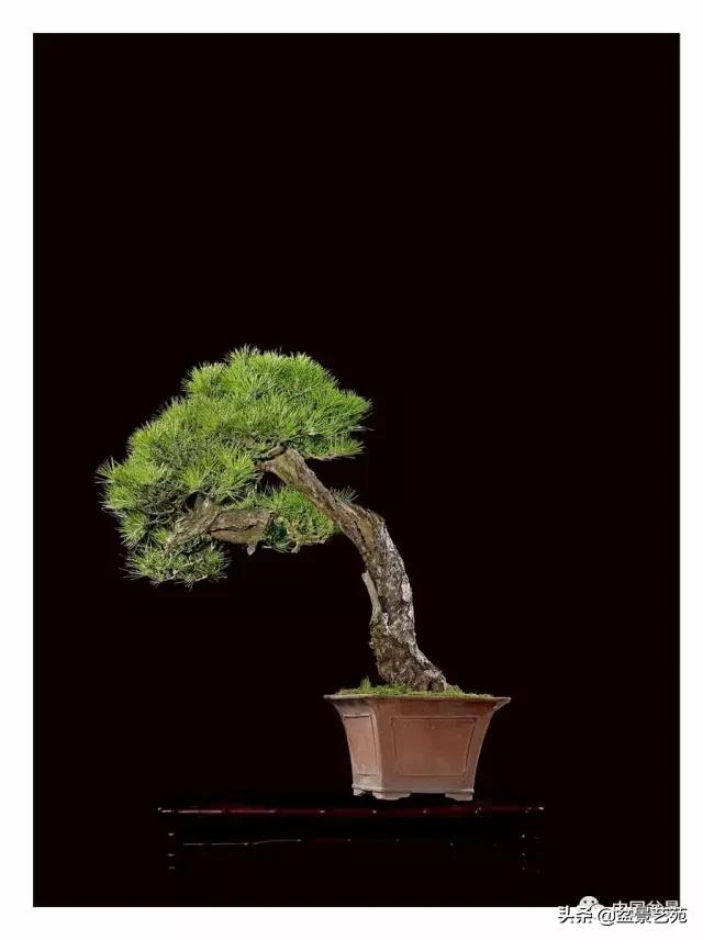 玩盆景必备栽种知识,观赏盆景的意境
