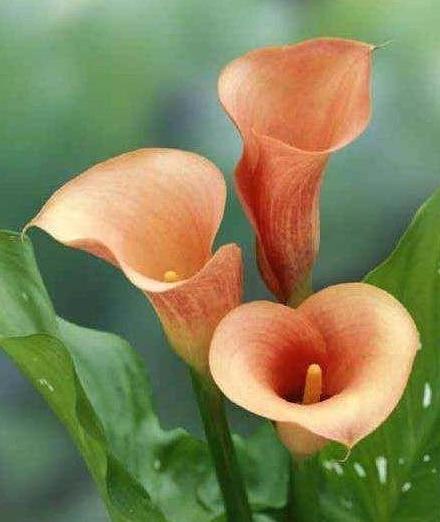 马蹄莲怎么养才能开花呢,马蹄莲怎么养护让它第二年开花