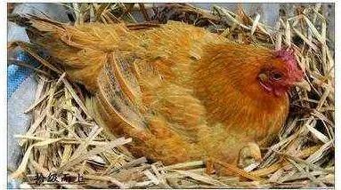 乡土散文600篇,乡土散文大全