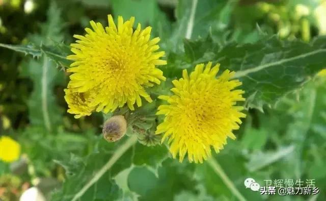 新乡故事：你是不是傻傻地把这些花都叫做野菊花？