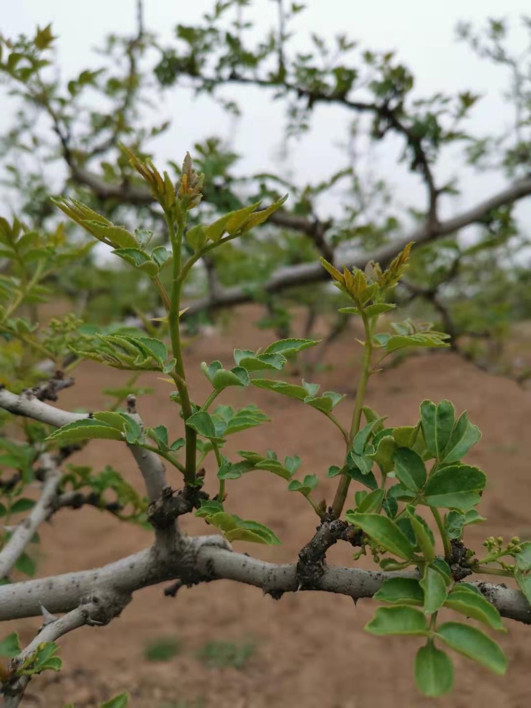 花椒助农的方法和措施是什么,椒农谈花椒
