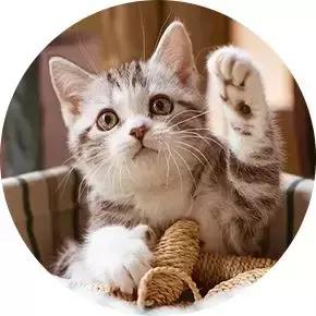 250NK30TH纪念版提车到手,值不值你来看看