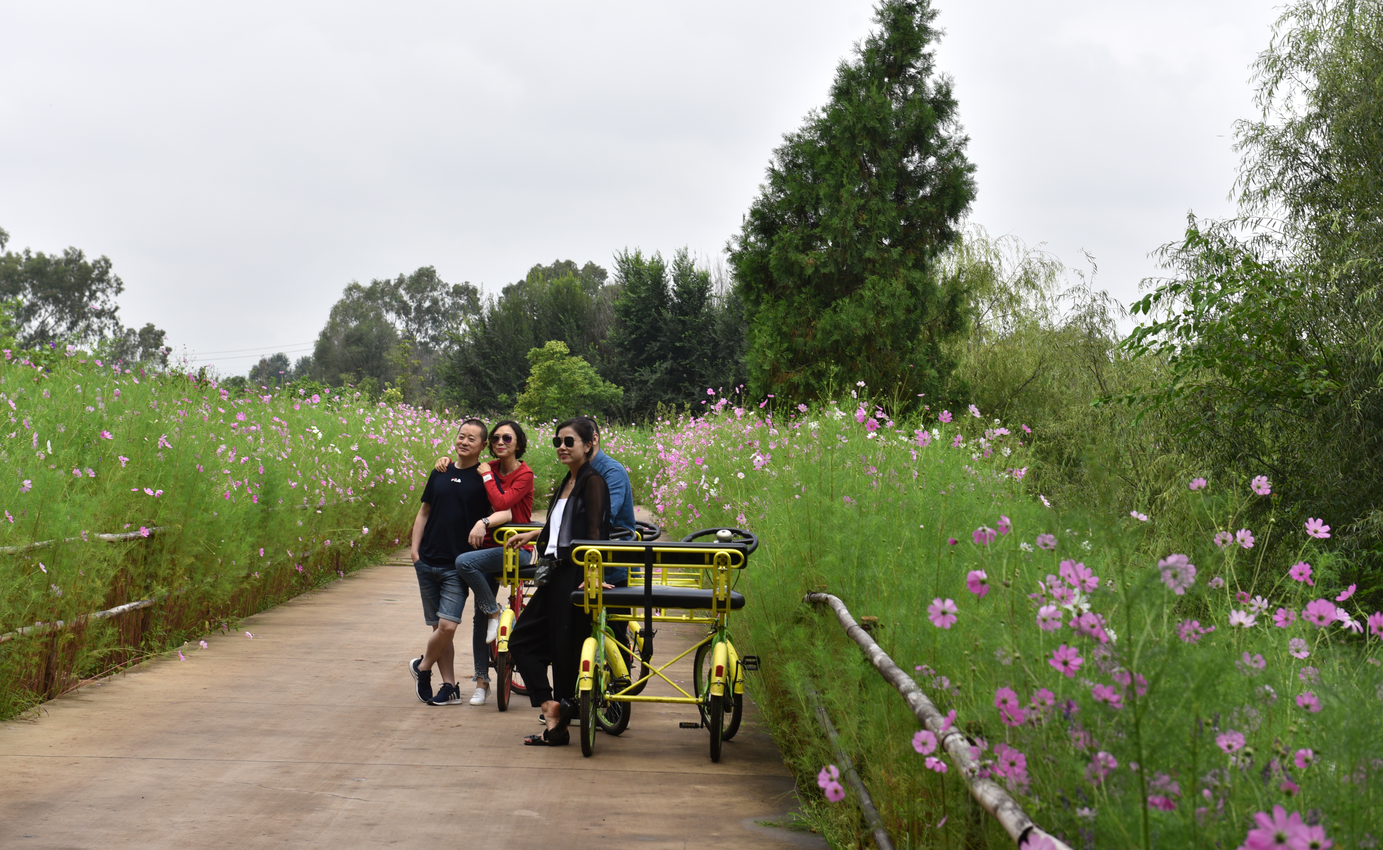 昆明薰衣草花海,昆明紫色花海旅游攻略
