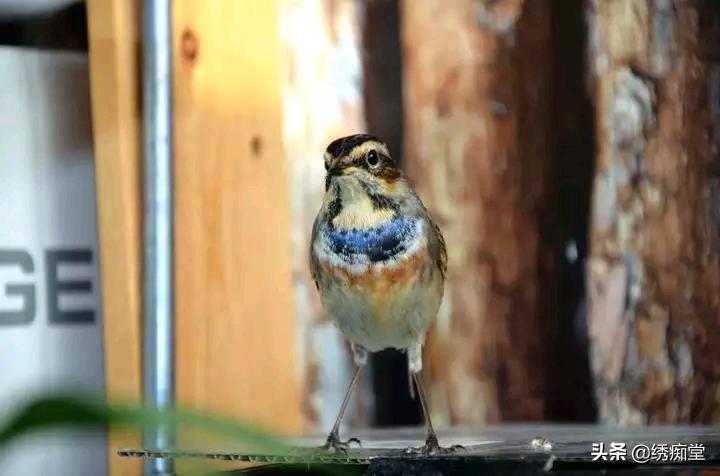 靛颏多久服笼,靛颏不服笼怎么办
