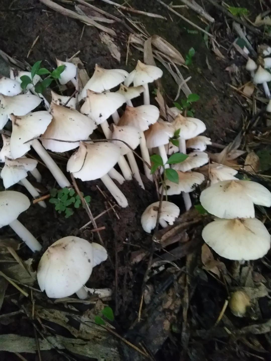 一声闷雷歌词,一声声闷雷