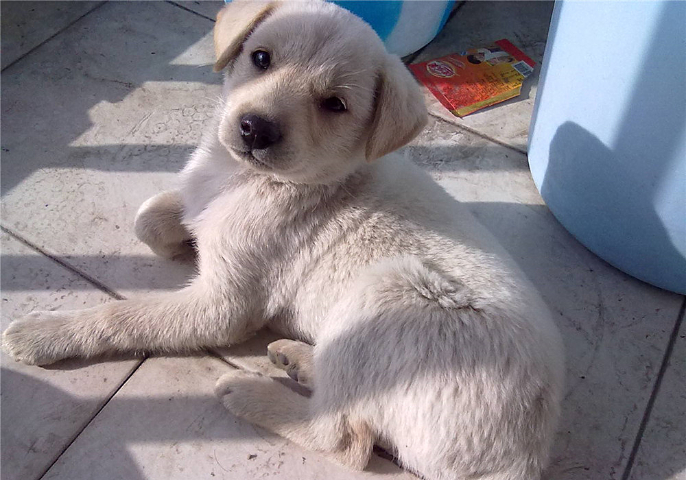 狗脂肪瘤会长大吗,肝上有个脂肪瘤与脂肪肝有关联吗