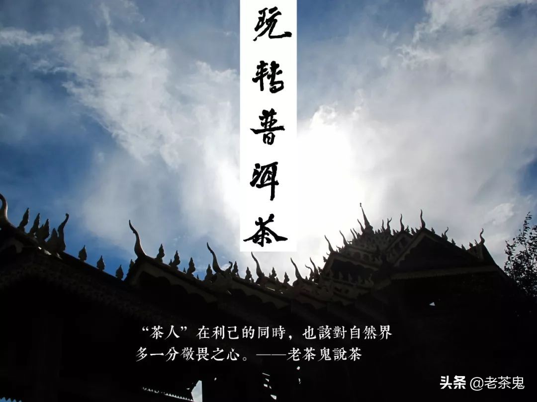 老鬼说茶玩转普洱茶,玩转普洱茶老茶鬼说茶