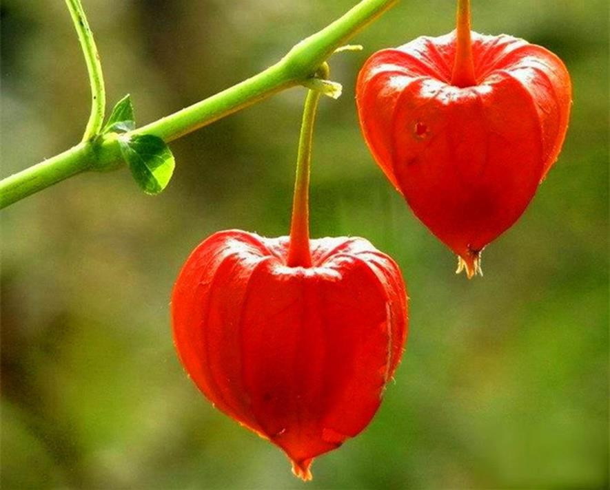 百种味道的果子,四季百种果子图片