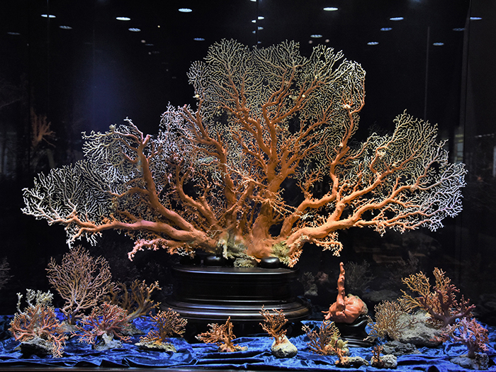 台湾绮丽粉珊瑚,台湾绮丽珊瑚工业