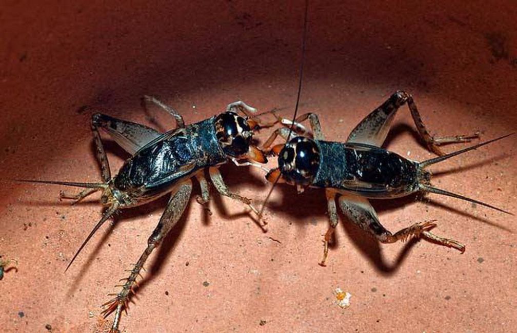 网上收蟋蟀是骗局吗,宁津蟋蟀与宁阳蟋蟀