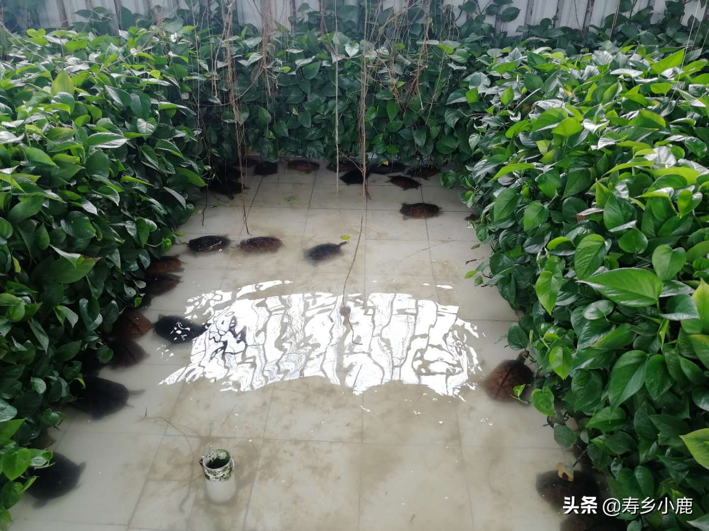 石金钱龟养殖户怎么赚钱,石金钱龟罗定专业养殖户