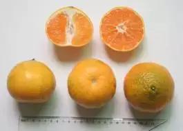 柑橘新优优缺点,设施柑橘新品种优缺点