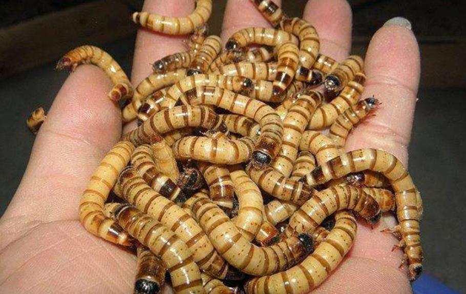 饲养可爱又呆萌傻傻的豹纹守宫,如何饲养好一只豹纹守宫