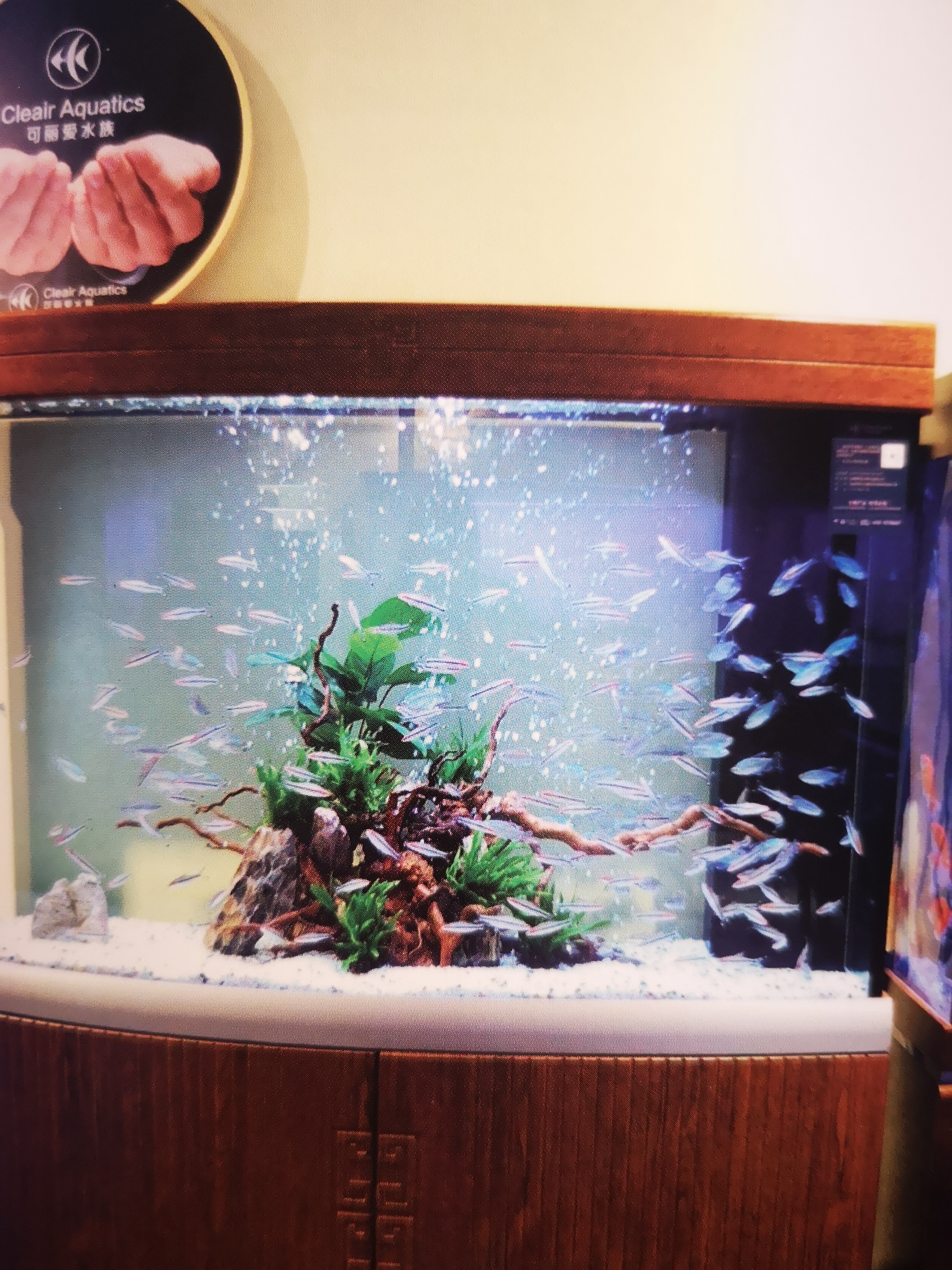 买观赏鱼需要注意什么,买小型观赏鱼要注意什么