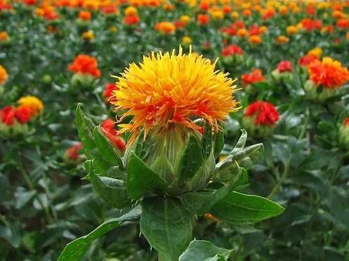 红花是什么样的药材,开红花的植物有哪些